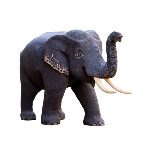 Rafflesia - Teak Elephant